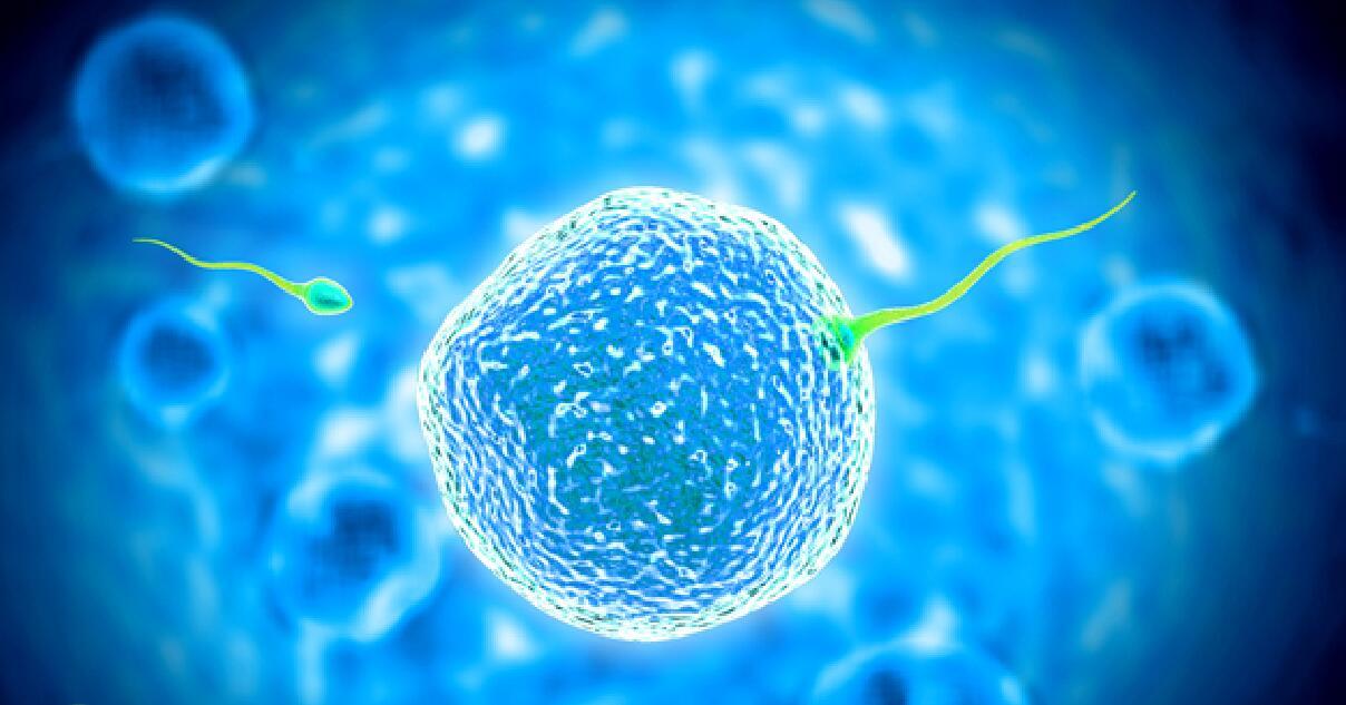 专业同志代孕公司：卵子捐赠背后的感人故事